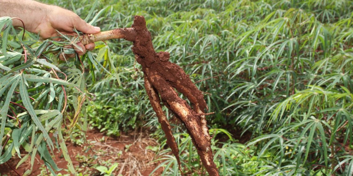 Com condições climáticas favoráveis, plantio de mandioca é retomado no PR