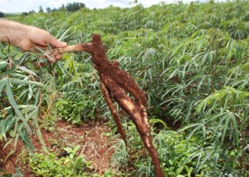 Com condições climáticas favoráveis, plantio de mandioca é retomado no PR