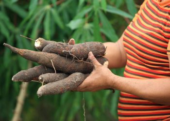 Mandioca garante seu lugar como alimento nutritivo e saudável