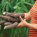 Mandioca garante seu lugar como alimento nutritivo e saudável