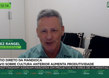 Mandioca: plantio direto pode reduzir em 90% a perda de solo