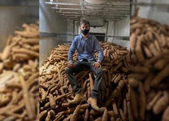 Projeto de cerveja de mandioca é ampliado no Estado de Goiás