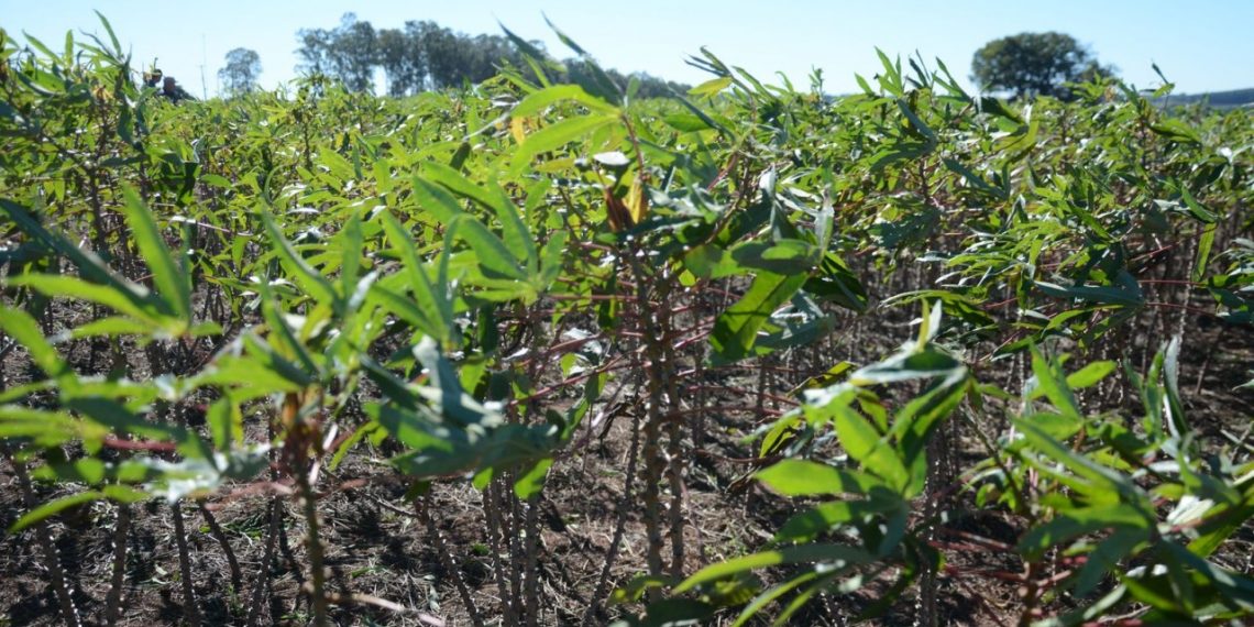 Rastreabilidade da mandioca será debatida na reunião da Câmara Setorial nesta terça