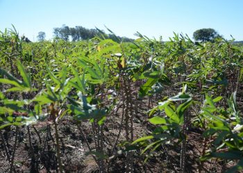 Rastreabilidade da mandioca será debatida na reunião da Câmara Setorial nesta terça