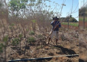 Produtores inovam e passam a usar ração de mandioca na criação das aves