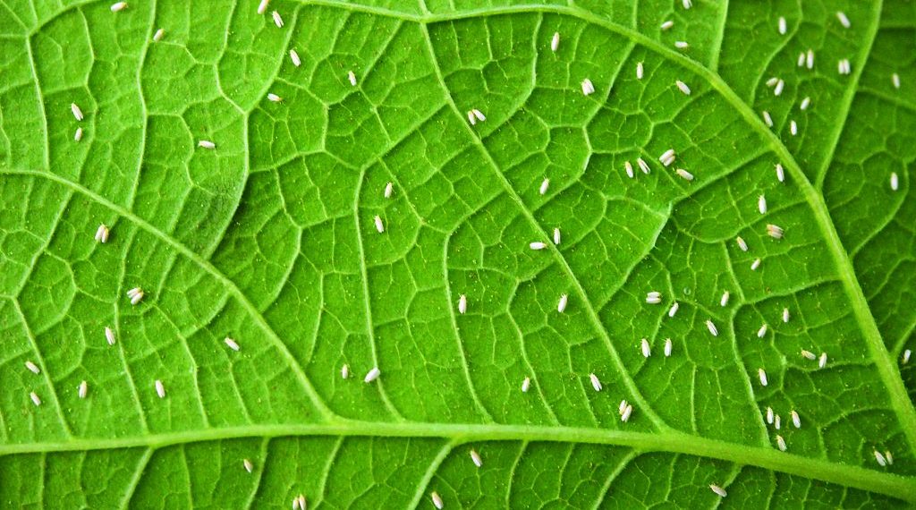 Nova publicação da Embrapa trata das moscas brancas na cultura da mandioca