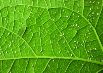 Nova publicação da Embrapa trata das moscas brancas na cultura da mandioca