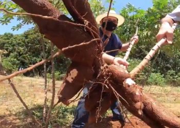 Pesquisadores desenvolvem na Bahia mandioca biofortificada