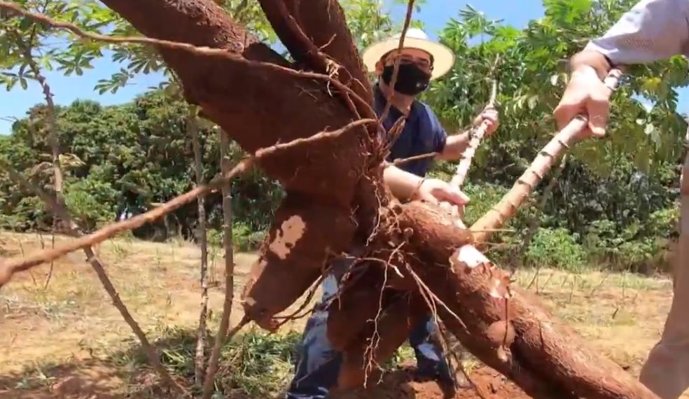 Pesquisadores desenvolvem na Bahia mandioca biofortificada