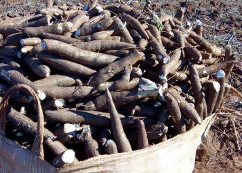 Pesquisa de melhoramento genético vai oferecer variedades mais produtivas