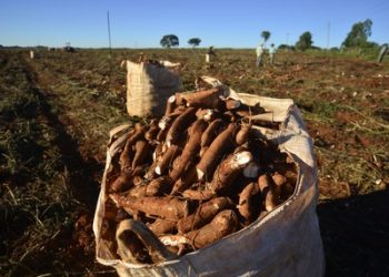 Pará quer incentivar a produção de mandioca e instalar fecularia