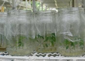 SBM deve realizar em novembro o Congresso Brasileiro de Mandioca