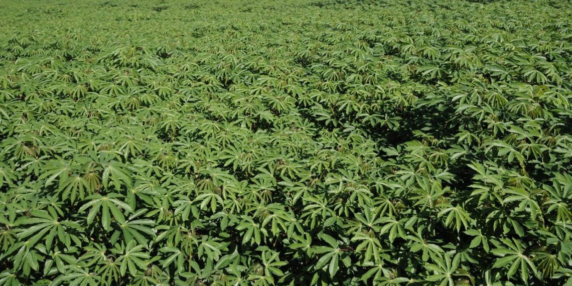 Tecnologia transforma produção de mandioca