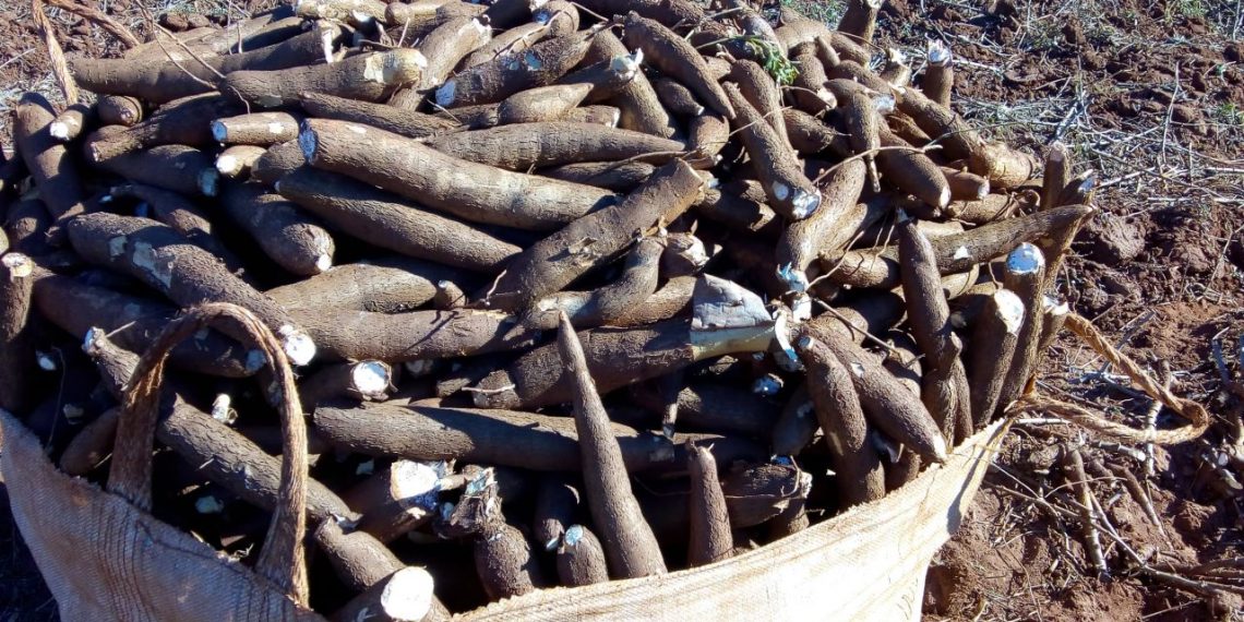 Estiagem e excesso de chuvas provocam doenças e pragas em lavouras de mandioca