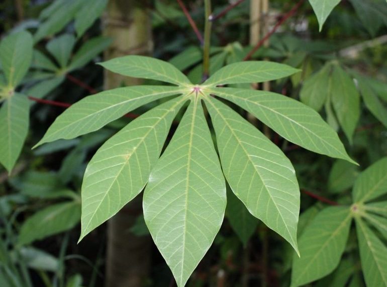 Embrapa busca melhorar qualidade de mandioca usada na produção de cerveja