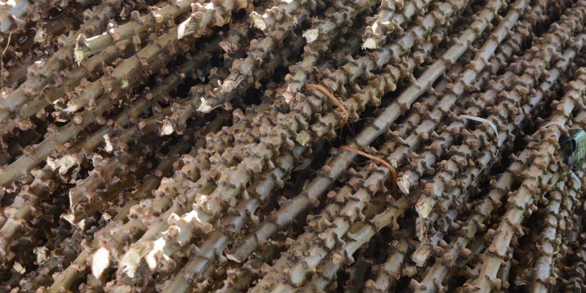 Sergipe planeja biofábrica para multiplicação de manivas