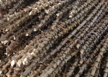 Sergipe planeja biofábrica para multiplicação de manivas