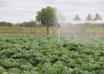 Irrigação antecipa colheita e produz macaxeira de melhor qualidade