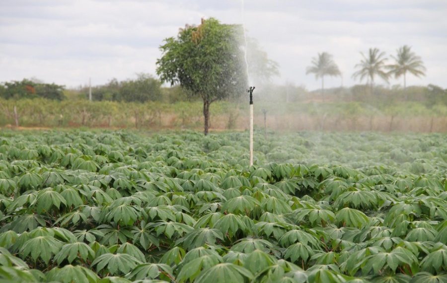 Irrigação antecipa colheita e produz macaxeira de melhor qualidade