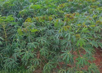 Técnica sugere usar folha para mudas de mandioca