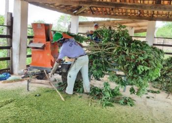 Parte aérea da mandioca é utilizada para ração de animais