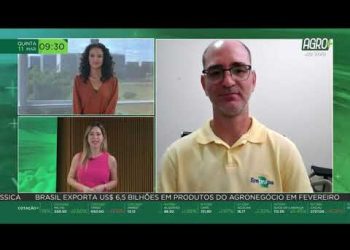 Multiplicação de mudas de mandioca aumenta produção