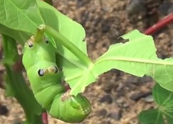 Publicação recomenda práticas para o controle de pragas da mandioca