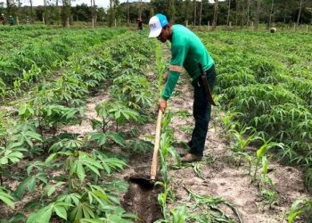 Projeto transforma solos degradados em produção e renda para agricultores