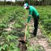 Projeto transforma solos degradados em produção e renda para agricultores