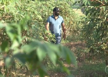 Safra 21/22 de mandioca deverá ser 30% menor