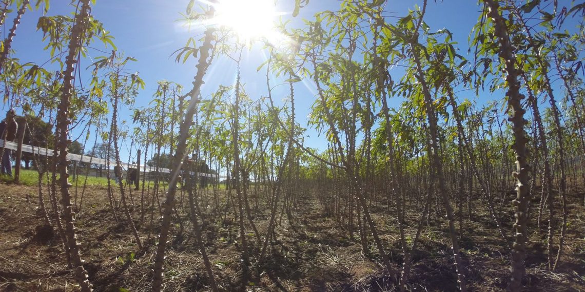 Produtores de mandioca adiam vendas em busca de preços