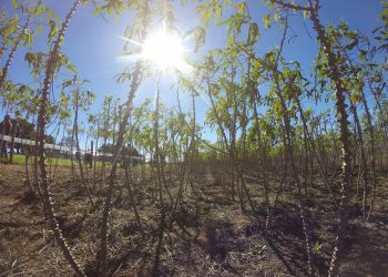 Produtores de mandioca adiam vendas em busca de preços