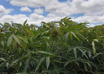 Mandioca: redução da área de plantio será debatida em reunião da Câmara Setorial