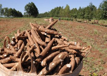 Mandioca está no Top Five das exportações brasileiras