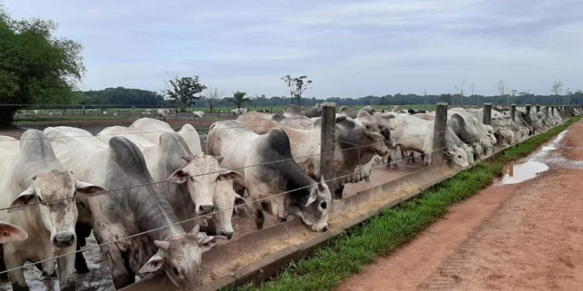 Preço do milho estimula o uso de subproduto da mandioca na pecuária