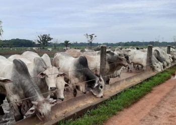 Preço do milho estimula o uso de subproduto da mandioca na pecuária