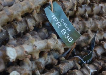 Nova variedade de mandioca mostra sintonia entre pesquisa e extensão