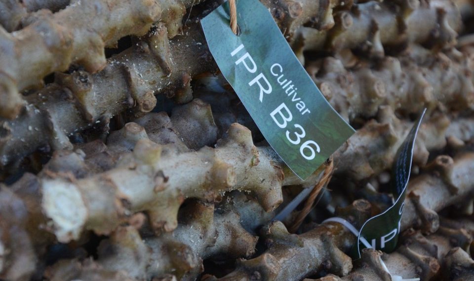 Nova variedade de mandioca mostra sintonia entre pesquisa e extensão