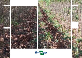 Embrapa avalia comportamentos de genótipos em função da época de colheita