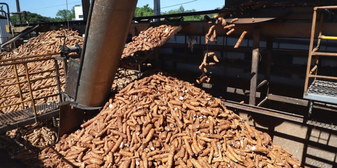 Colheita de mandioca acelera e reduz ociosidade da indústria de fécula