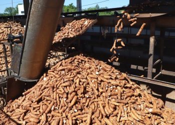 Colheita de mandioca acelera e reduz ociosidade da indústria de fécula