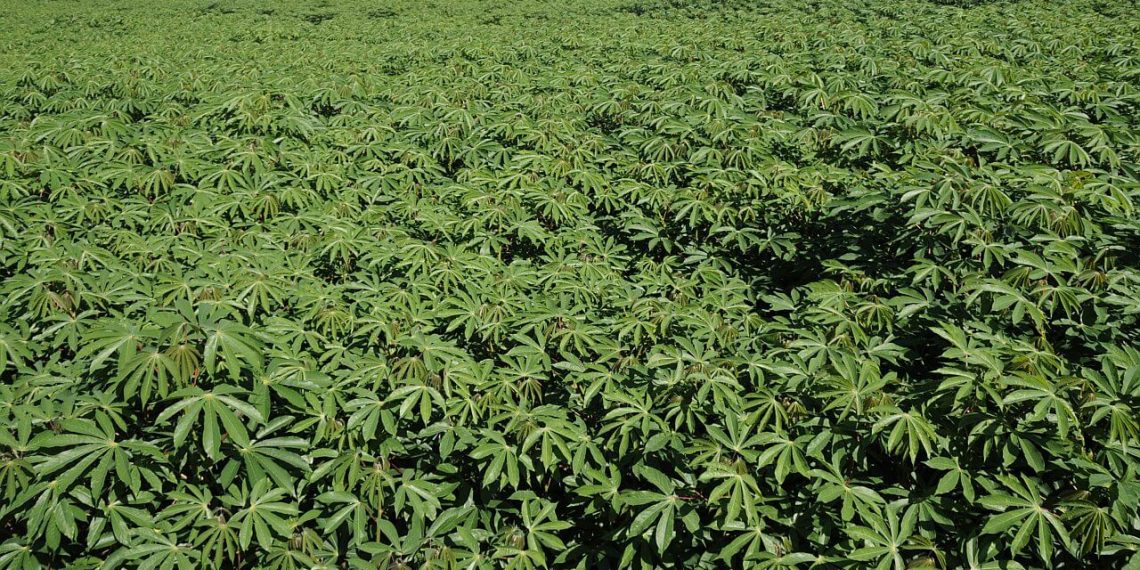 Amafil realiza ensaios de campo para selecionar variedades em Alagoas