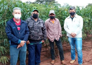 CRN e Embrapa renovam convênio de  melhoramento genético da mandioca