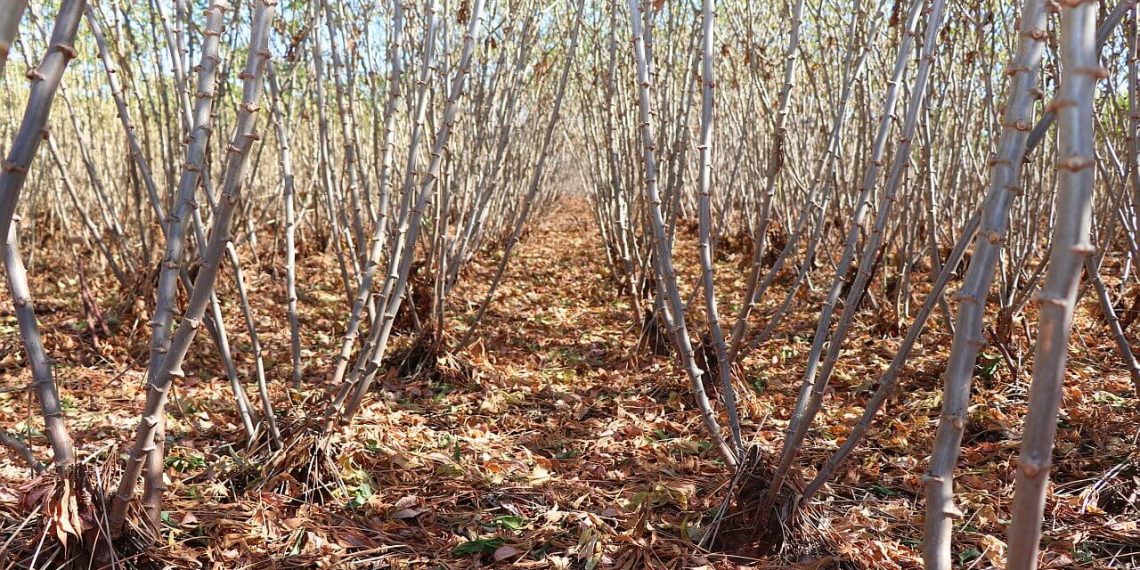 Plantio direto leva produtividade e saúde às lavouras de mandioca