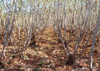 Plantio direto leva produtividade e saúde às lavouras de mandioca