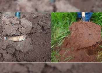 Breve história do Arenito Caiuá: a evolução do plantio direto de mandioca em solos da região