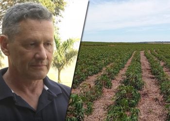 Variedades, ramas e plantio