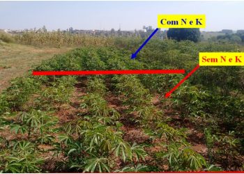 Nutrição da planta