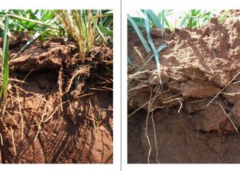 Exemplos de avanços na qualidade dos solos cultivados com mandioca