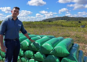 Usar a parte aérea da mandioca para silagem pode cobrir custos de produção